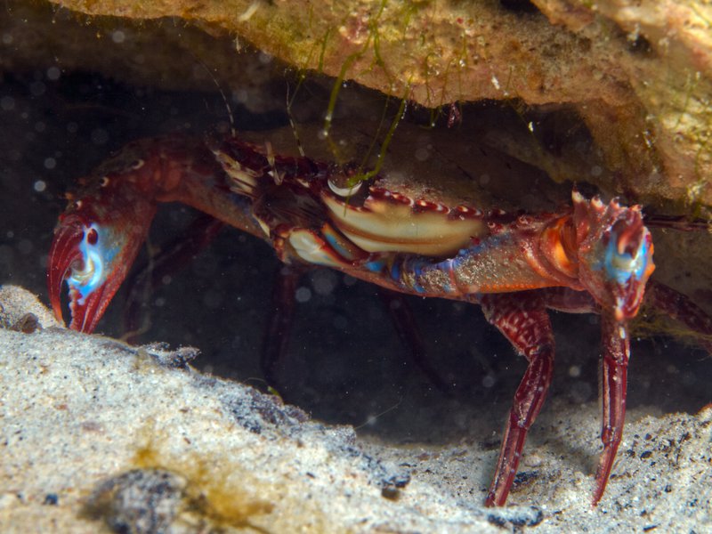 Crab, House Reef